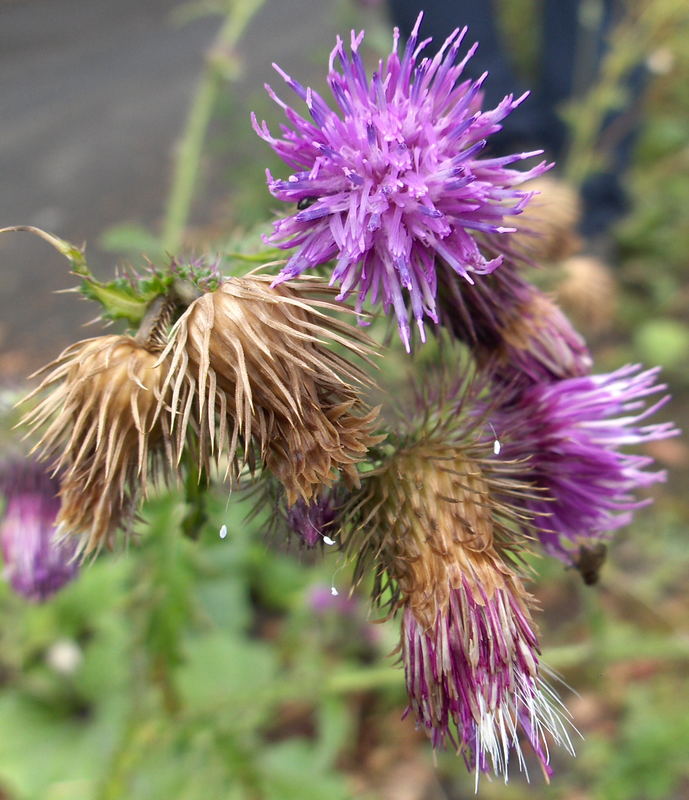 Die Distel in der Eifel