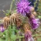 Die Distel in der Eifel