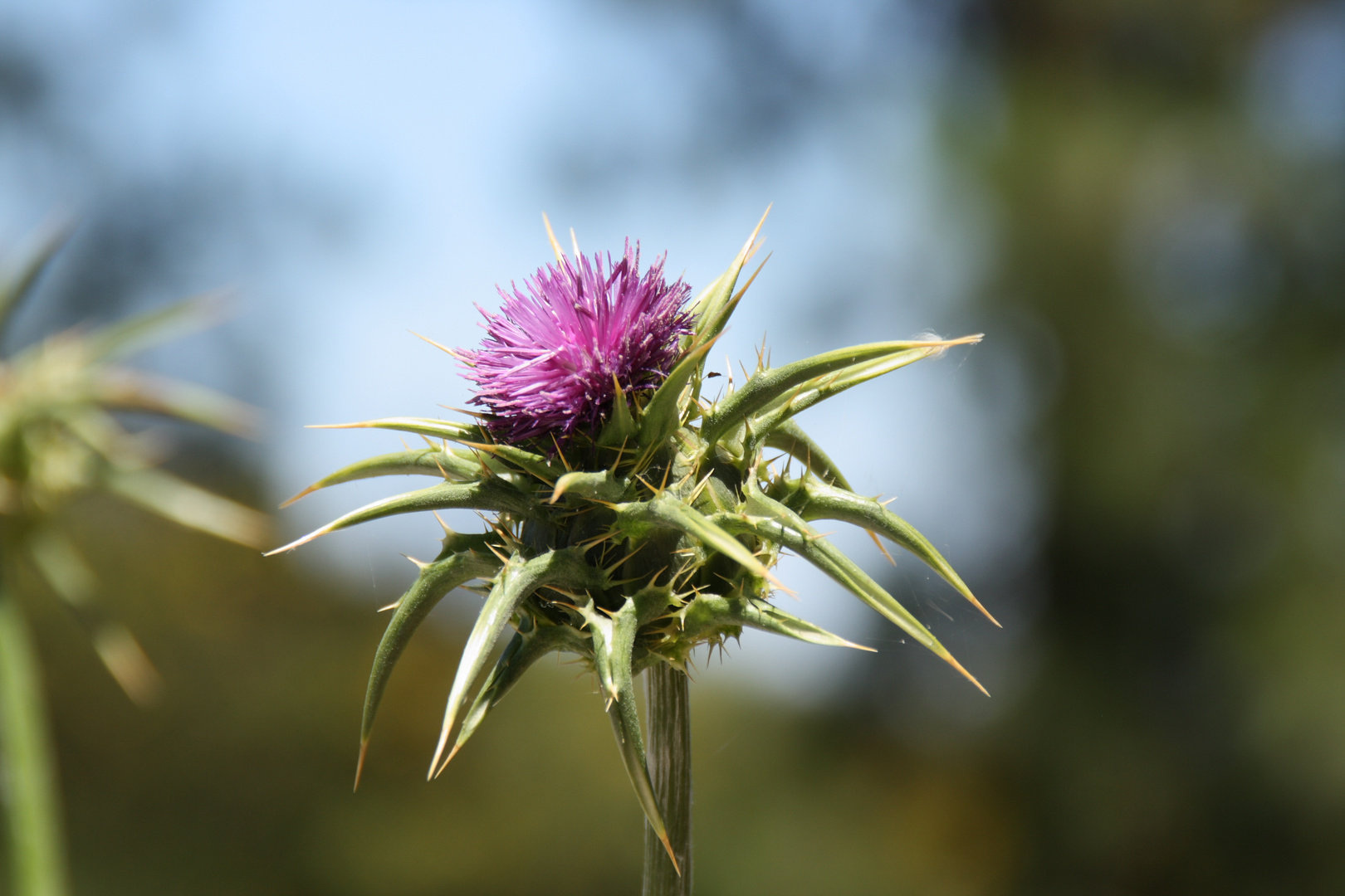 Die Distel in Gran Canaria