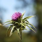 Die Distel in Gran Canaria