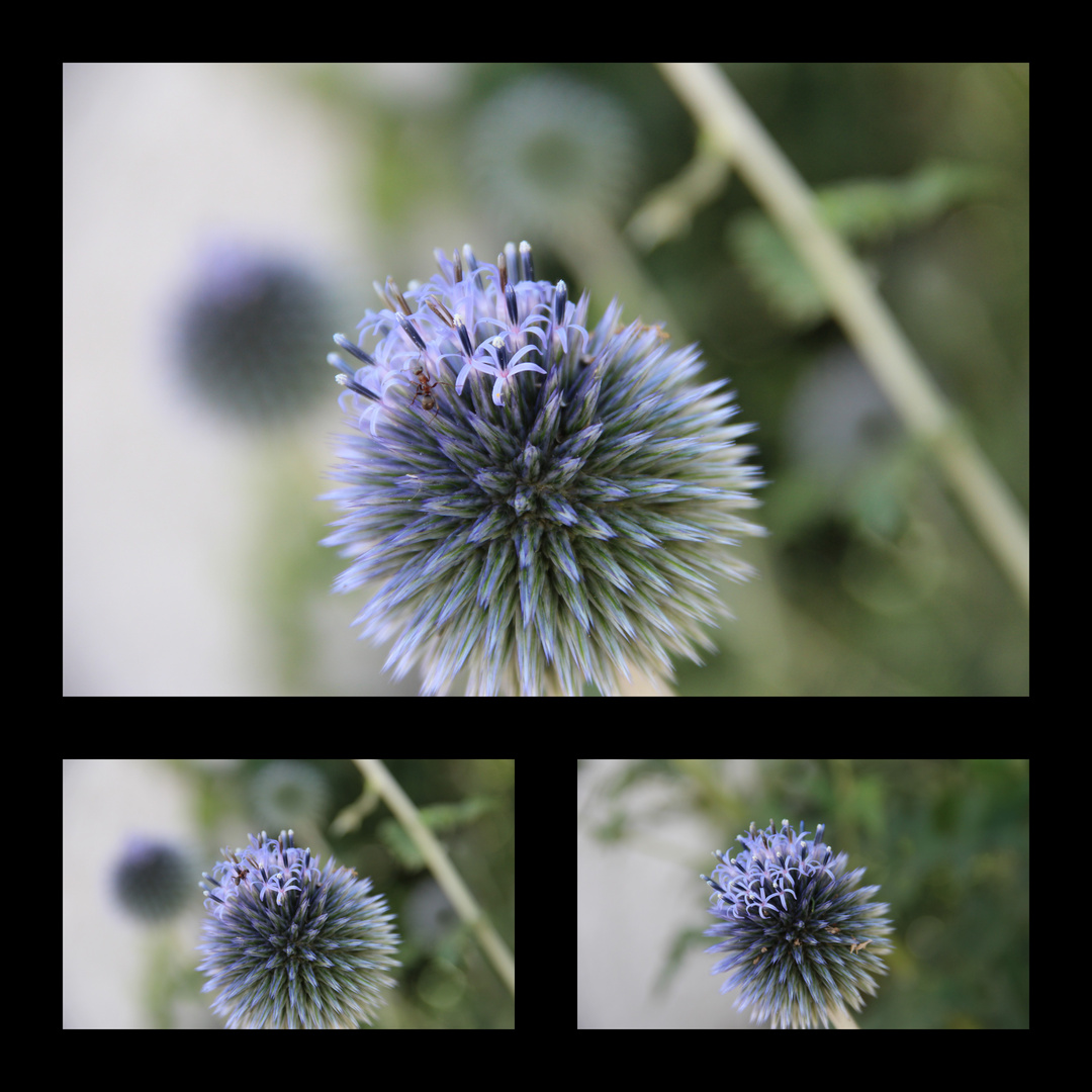 Die Distel in Nachbars Garten