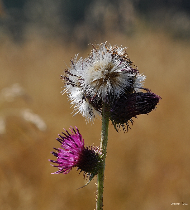 Die Distel kann alles zu gleicher Zeit.....