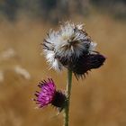 Die Distel kann alles zu gleicher Zeit.....