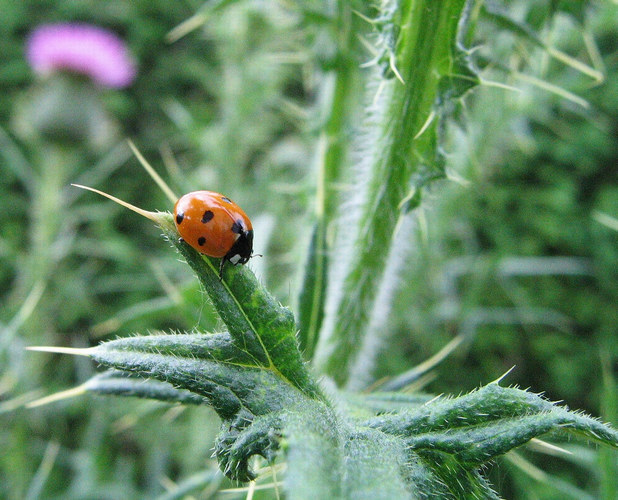 Die Distel, mein Zuhause