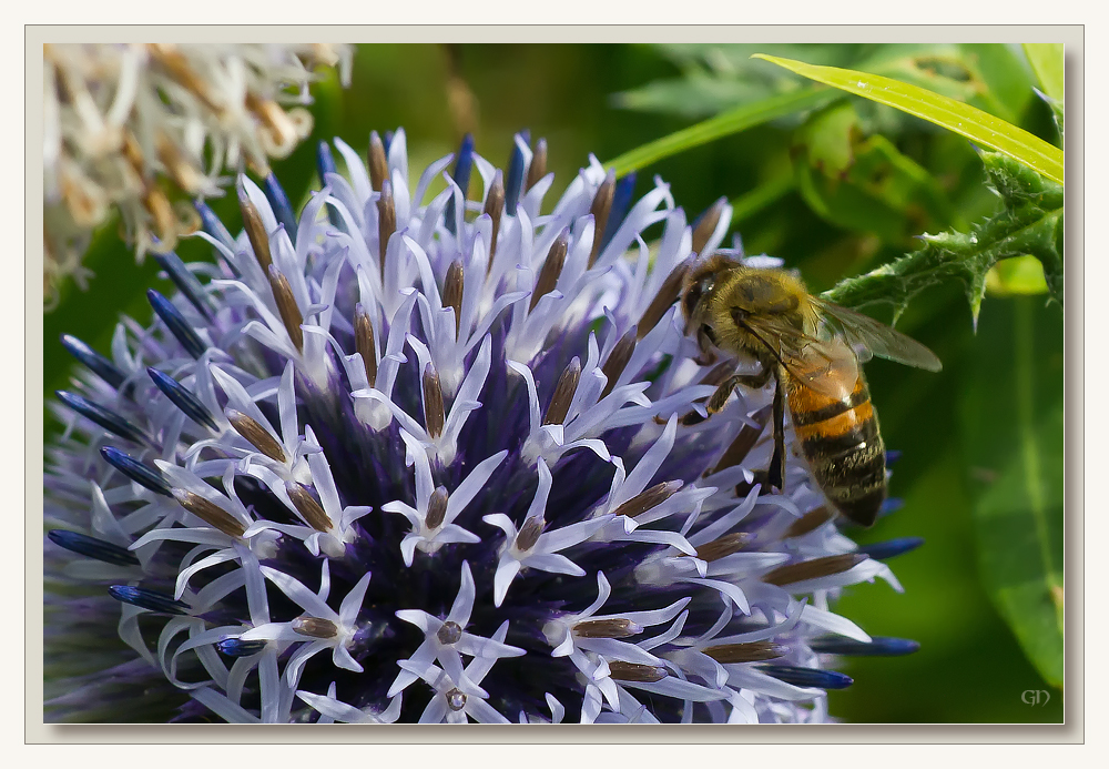 Die Distel öffnet ihre Blüten für die Bienen