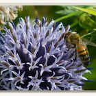 Die Distel öffnet ihre Blüten für die Bienen