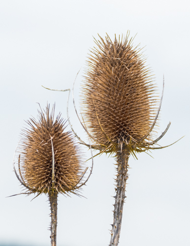 Die Distel "Wilde Karde".