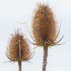 Die Distel "Wilde Karde".