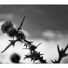 Die Distel_02