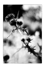 Die Distel_03