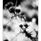 Die Distel_03