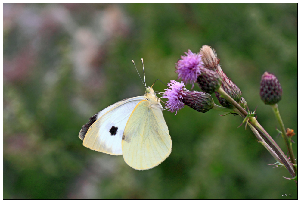 Die Distelblüten