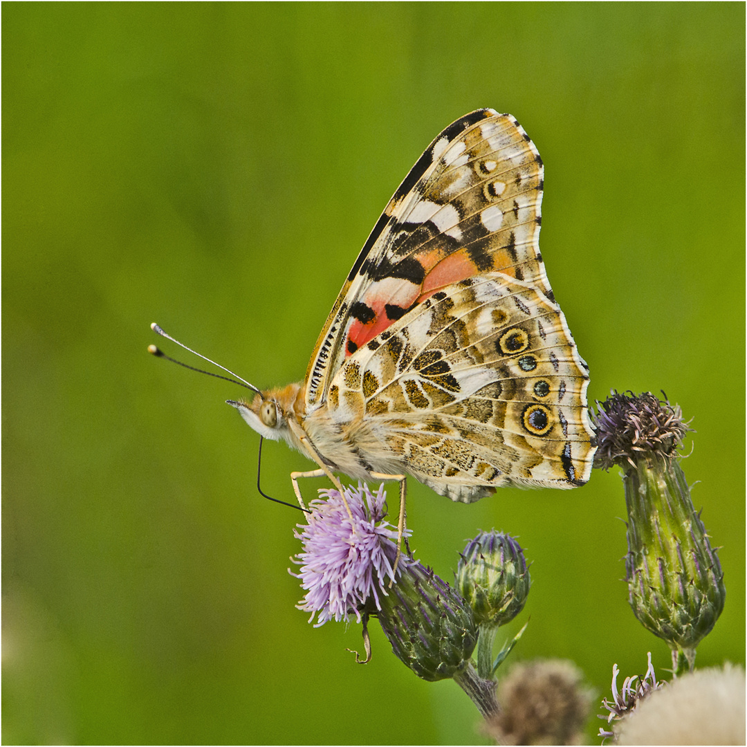 Die Distelfalter (Vanessa cardui) sind die häufigsten . . .