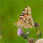 Die Distelfalter (Vanessa cardui) sind die häufigsten . . .