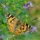 Die Distelfalter (Vanessa cardui, Syn.: Cynthia cardui) sind in diesem Jahr . . .