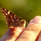 Die Distelfalter von Kerpen sind mit Abstand die schnellsten