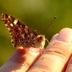 Die Distelfalter von Kerpen sind mit Abstand die schnellsten