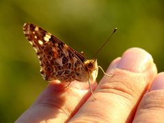 Die Distelfalter von Kerpen sind mit Abstand die schnellsten