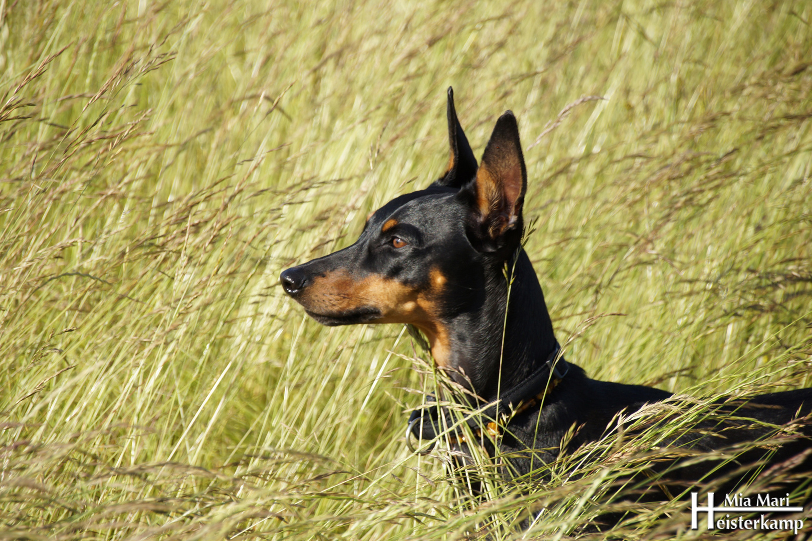 Die Diva im Feld