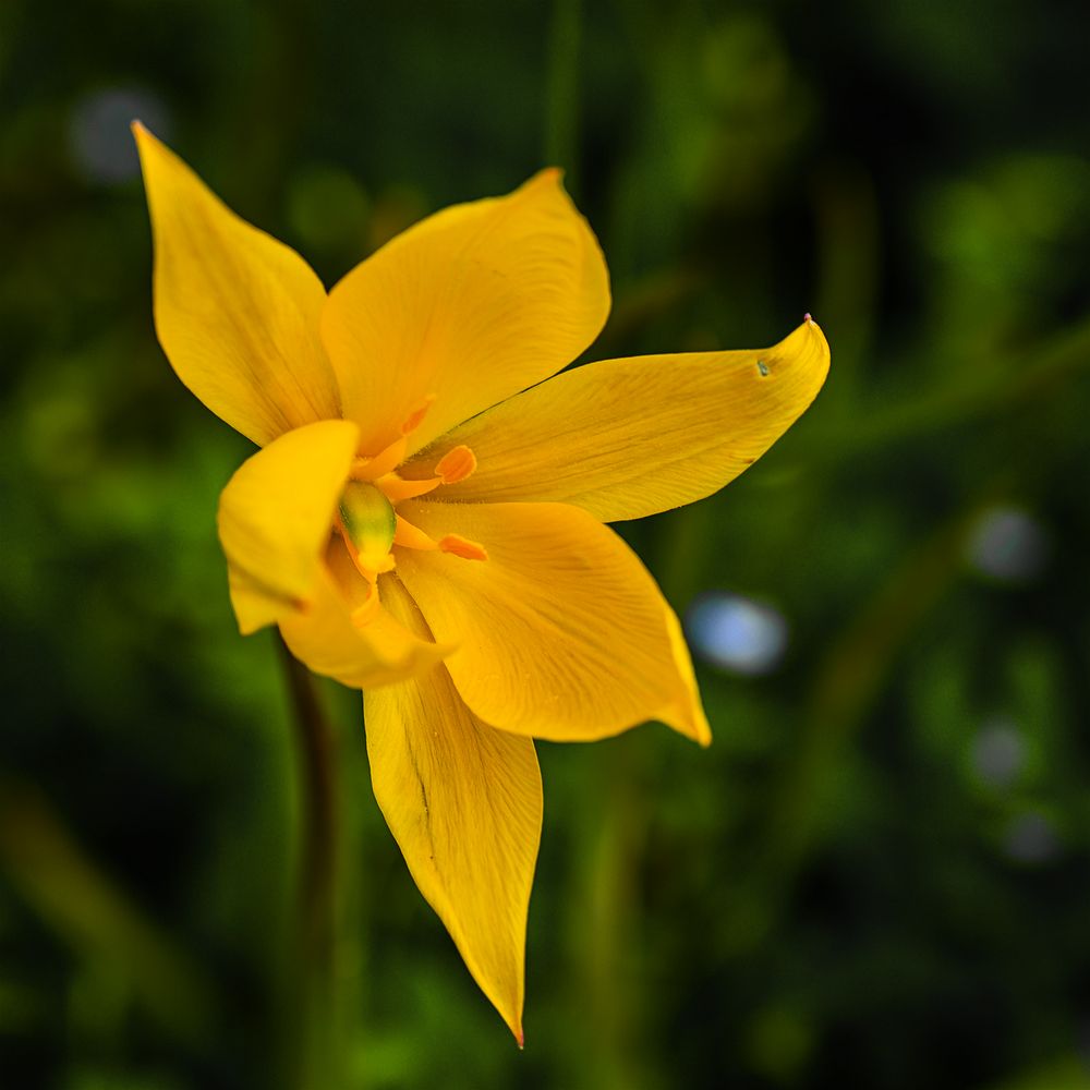 Die Diva La diva Foto & Bild france, world, natur Bilder auf