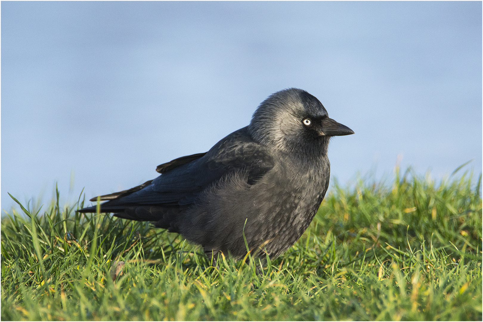 Die Dohle (Coloeus monedula) suchte im Gras . . .