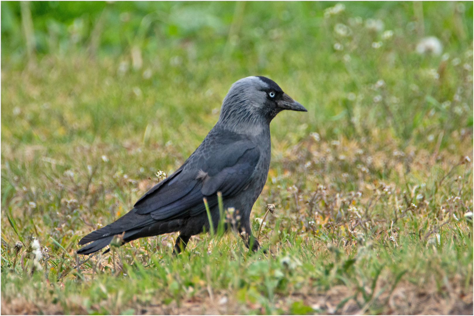 Die Dohle (Coloeus monedula, Syn.: Corvus monedula) . . .