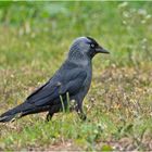 Die Dohle (Coloeus monedula, Syn.: Corvus monedula) . . .