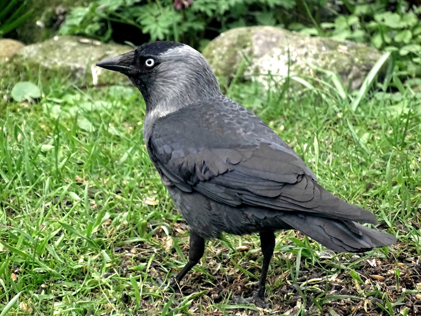 die Dohle (Corvus monedula)...