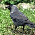 die Dohle (Corvus monedula)...