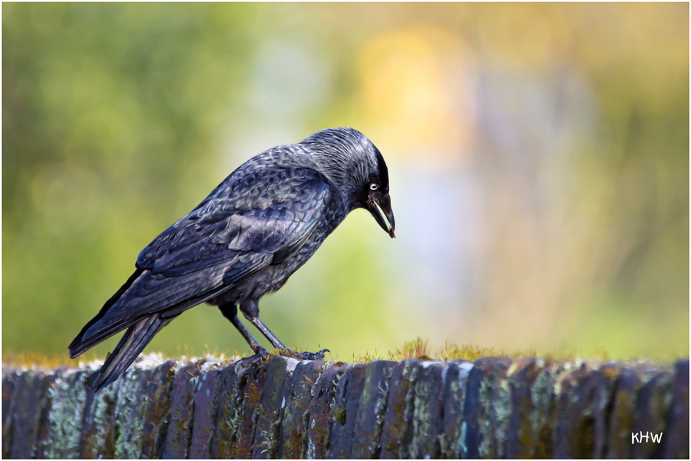 Die Dohle (Corvus monedula) auf der Friedhofsmauer