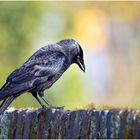 Die Dohle (Corvus monedula) auf der Friedhofsmauer