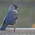 Die Dohle (Corvus monedula) . . .