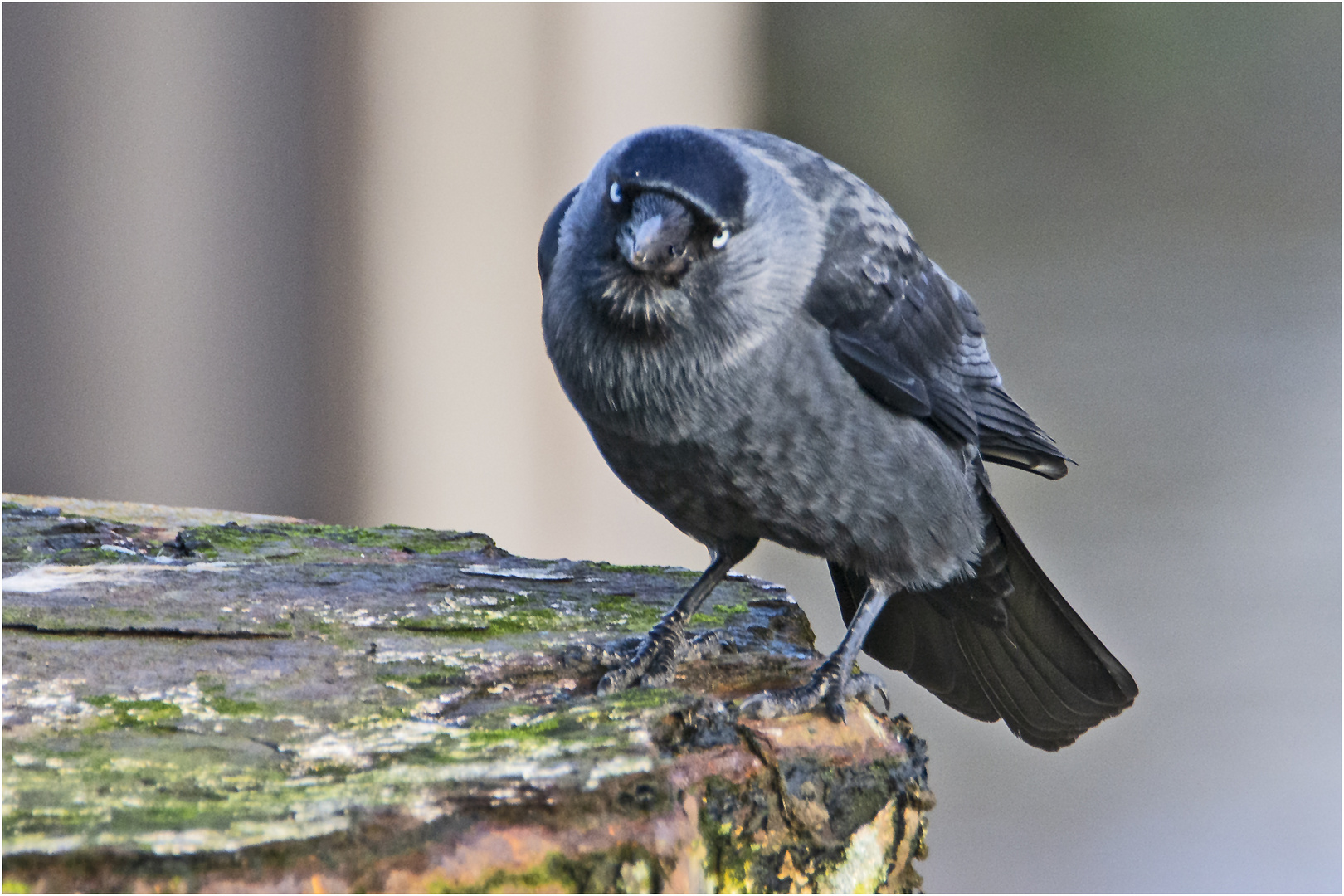 Die Dohle (Corvus monedula) schien mich . . .