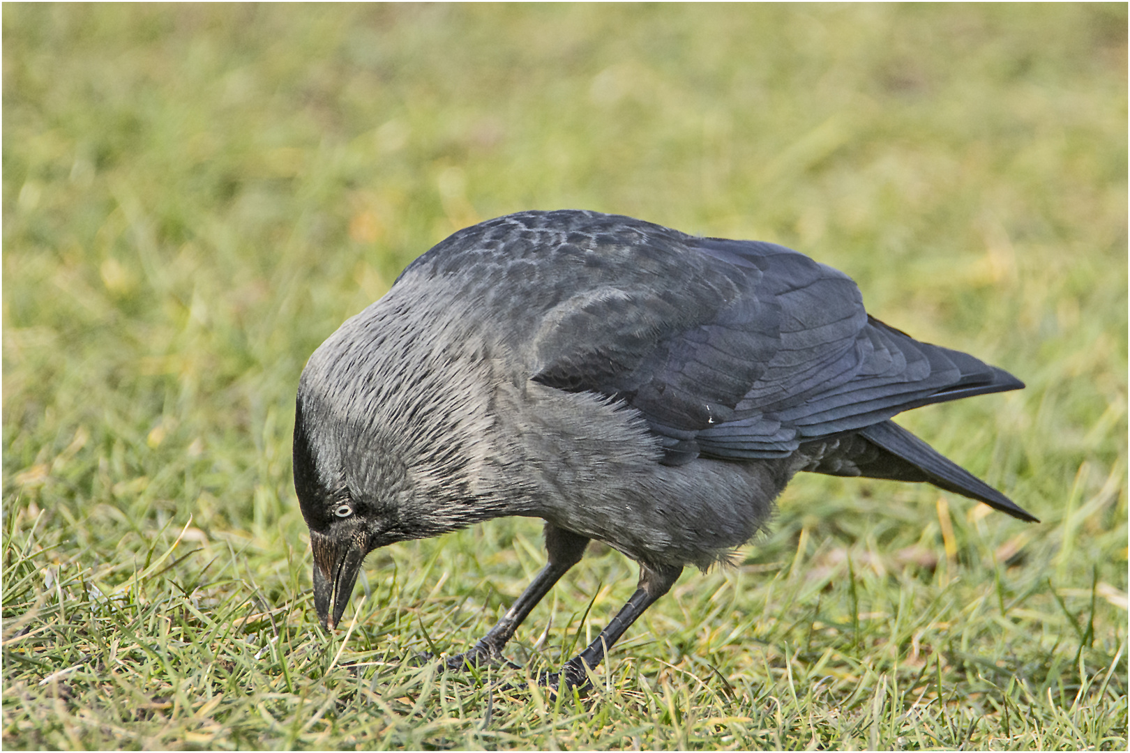 Die Dohle (Corvus monedula) suchte im Gras . . .