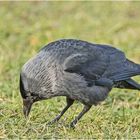 Die Dohle (Corvus monedula) suchte im Gras . . .
