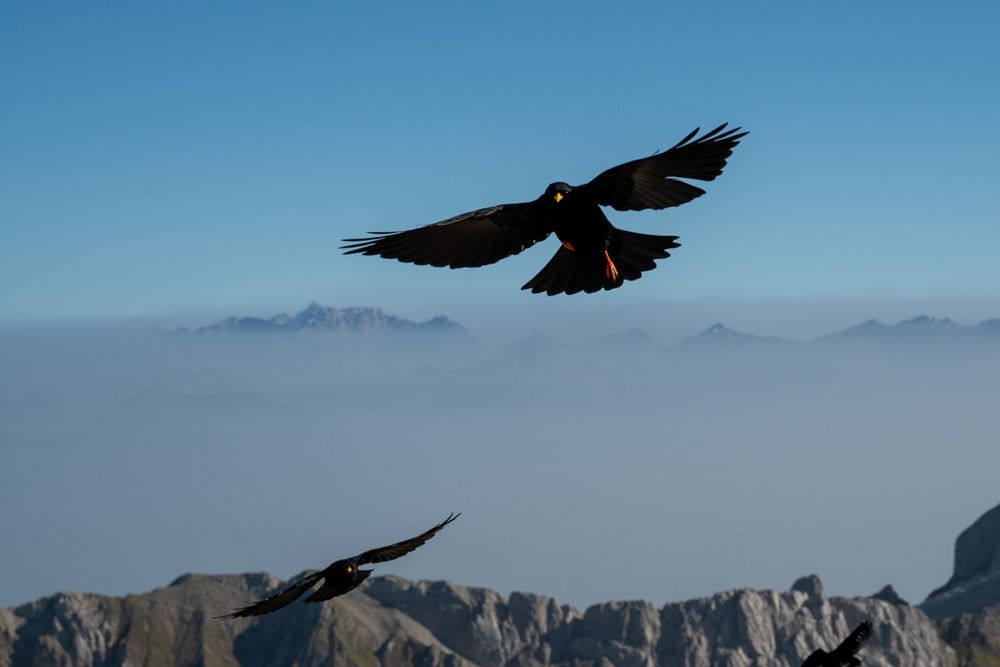 Die Dohlen auf dem Säntis