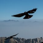 Die Dohlen auf dem Säntis