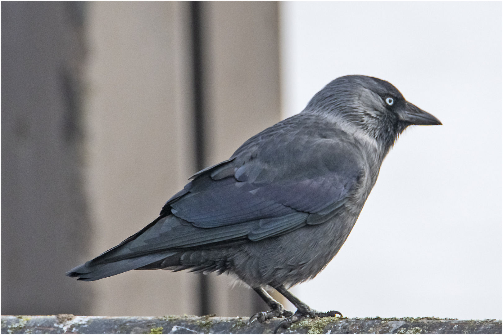 Die Dohlen (Corvus monedula) mit ihren . . .