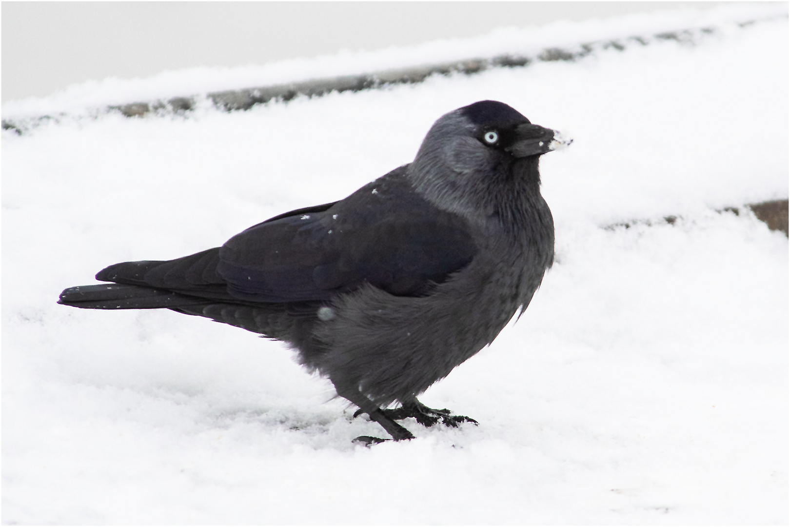 Die Dohlen scheinen auch bei Schnee und Frost . . .