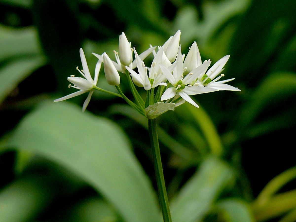 Die Dolde der Bärlauchblüte