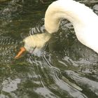 Die Donau hat wieder klares Wasser