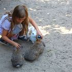 die Donnerstags-Kaninchen