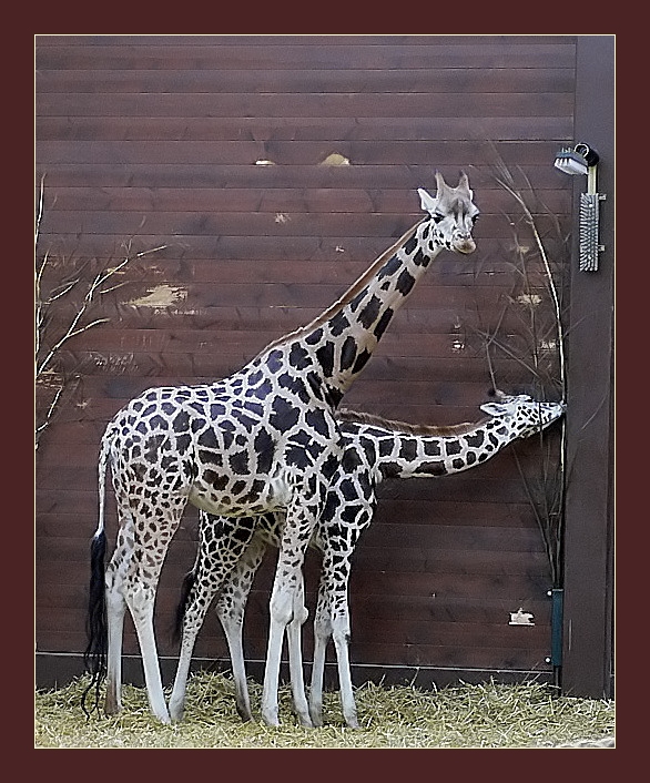 Die Doppelhalsgiraffe...