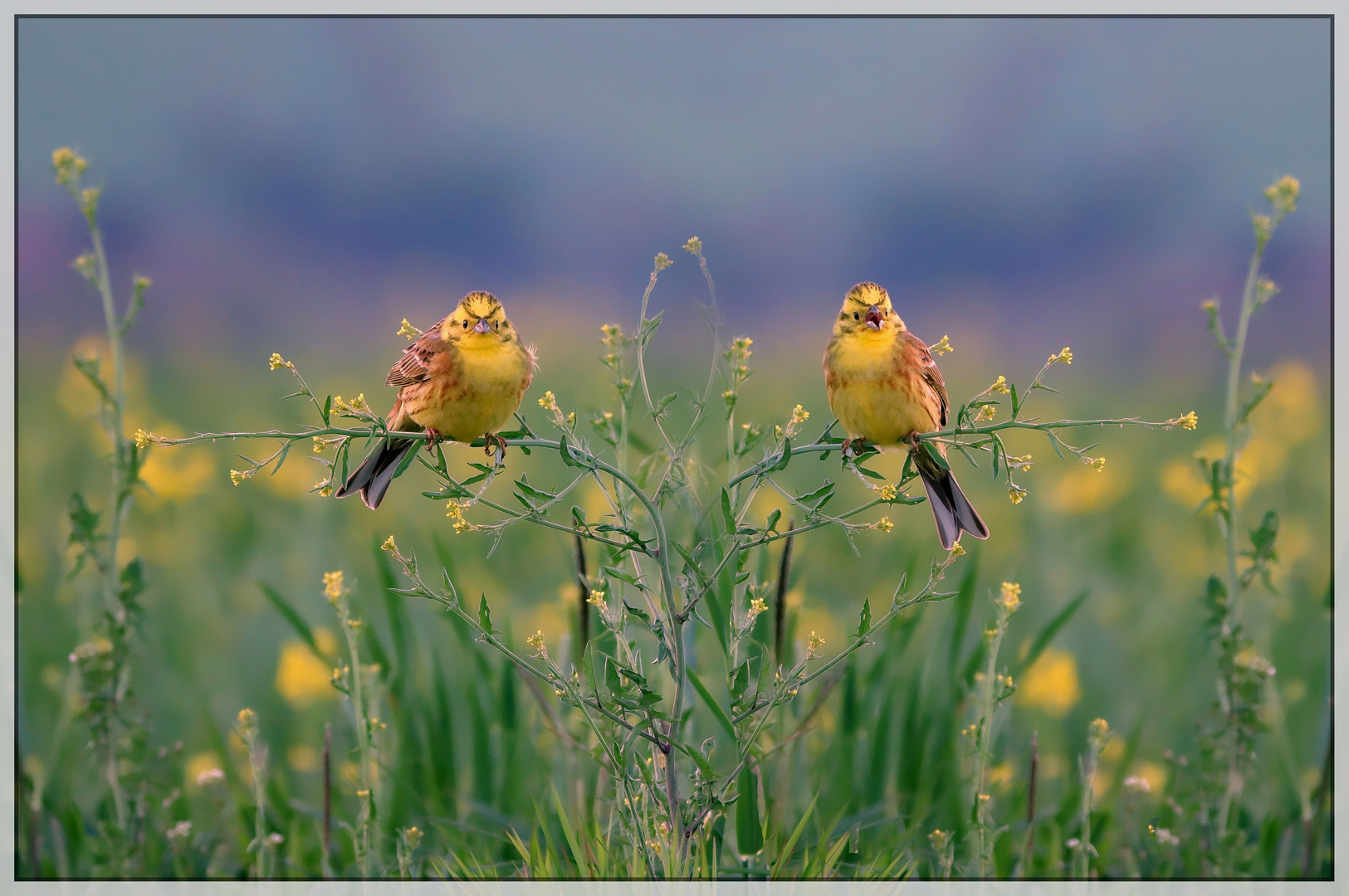 Die doppelte Goldammer :-)