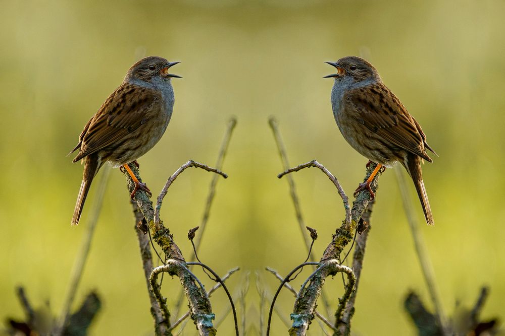 Die doppelte Heckenbraunelle