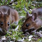 die doppelte Maus