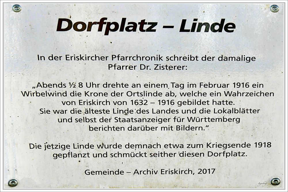 die Dorflinde