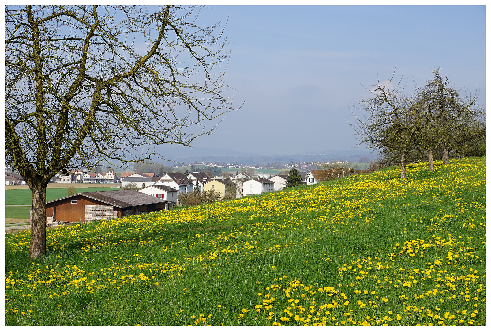 Die Dorfrand-Wiese