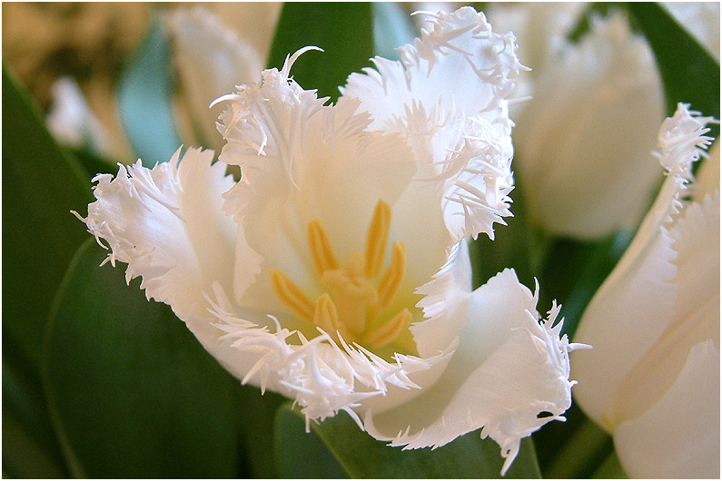 Die Dornen einer Tulpe