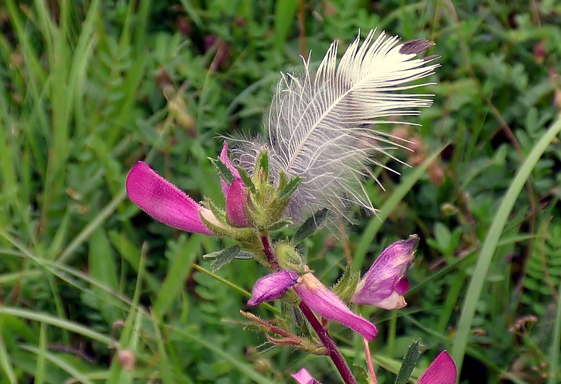 Die Dornige Hauhechel . . .